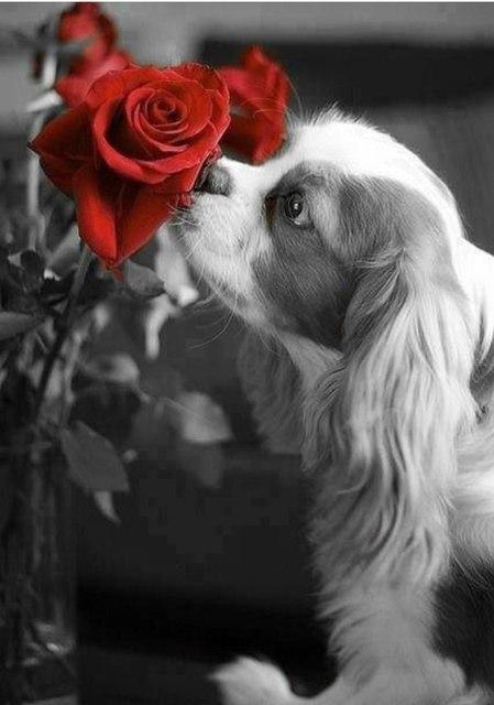 Wunderbare Sammlung DIY Diamond Paintings - Diamond Painting